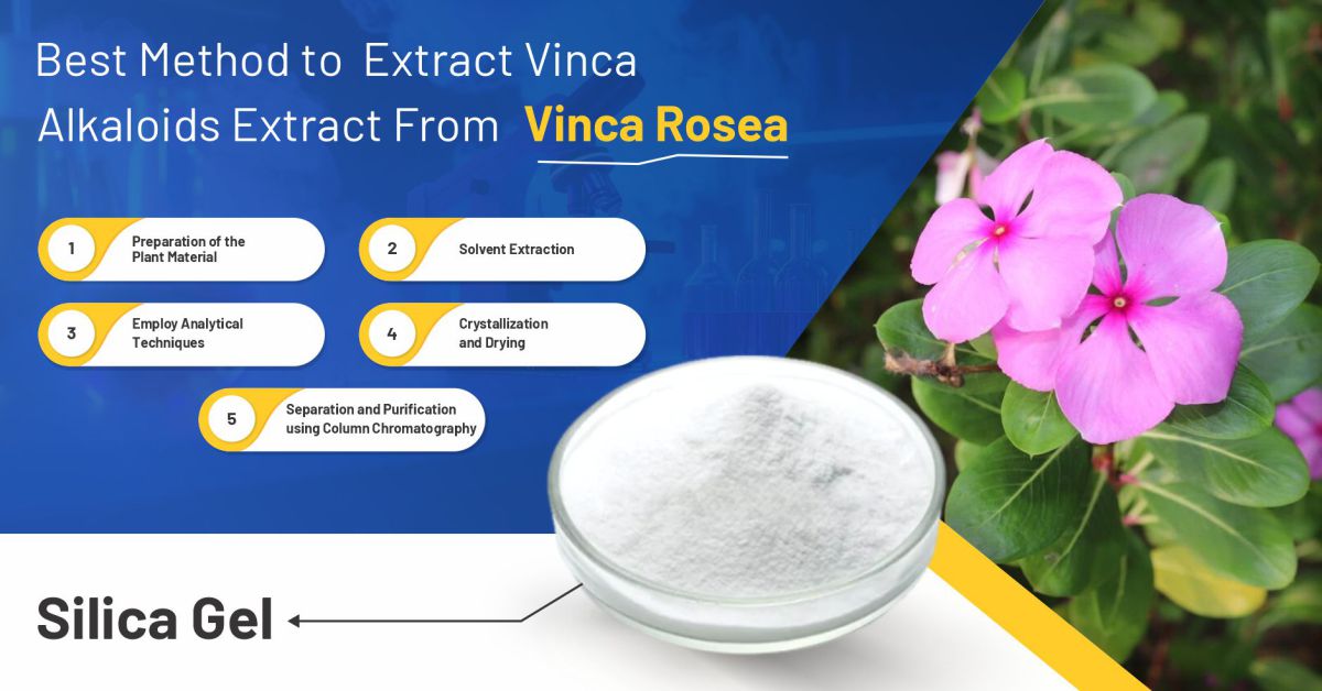 Best Method To Extract Vinca Alkaloids Extract From Vinca Rosea